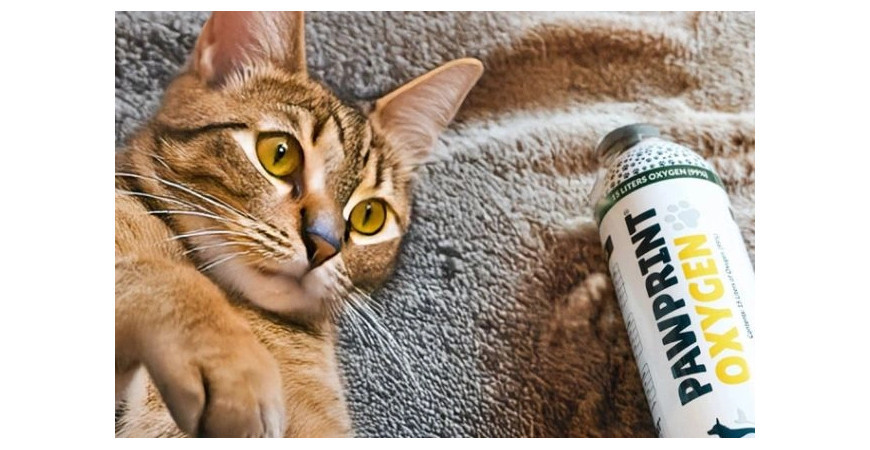 ¿Tu gato tiene dificultad para respirar? Descubre cómo reconocer las señales y qué puedes hacer