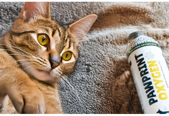 ¿Tu gato tiene dificultad para respirar? Descubre cómo reconocer las señales y qué puedes hacer