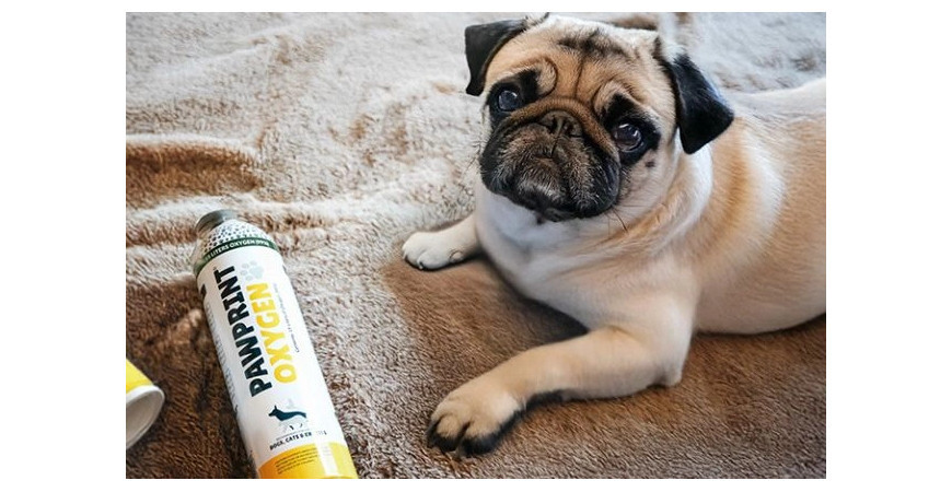 Cuando tu perro tiene dificultad para respirar: cómo reconocer las señales y saber si pertenece a las razas más sensibles