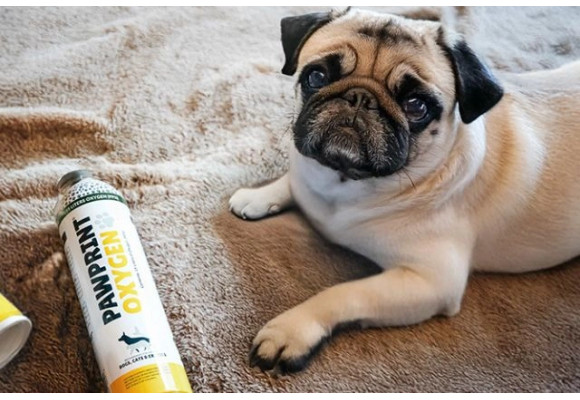 Cuando tu perro tiene dificultad para respirar: cómo reconocer las señales y saber si pertenece a las razas más sensibles